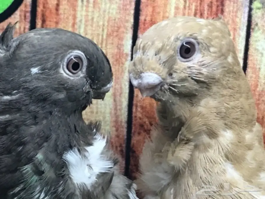 طبة فراشة ارجنت مستوى قويه  (image 2)