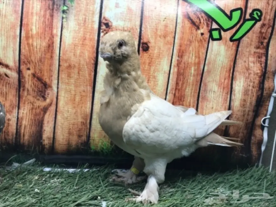 طبة فراشة ارجنت مستوى قويه  (image 3)