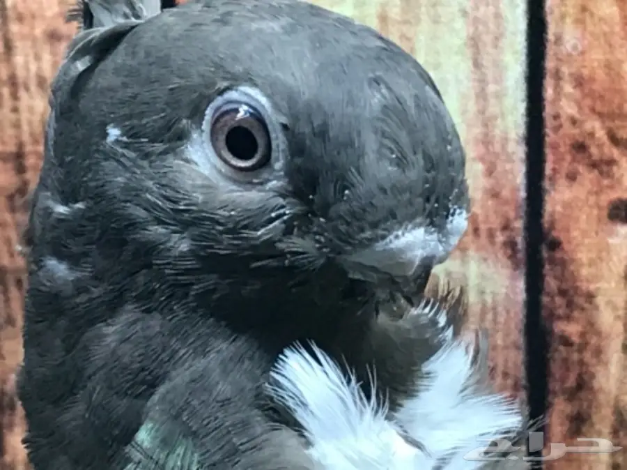 طبة فراشة ارجنت مستوى قويه  (image 4)