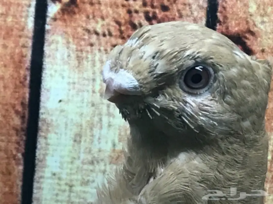 طبة فراشة ارجنت مستوى قويه  (image 5)