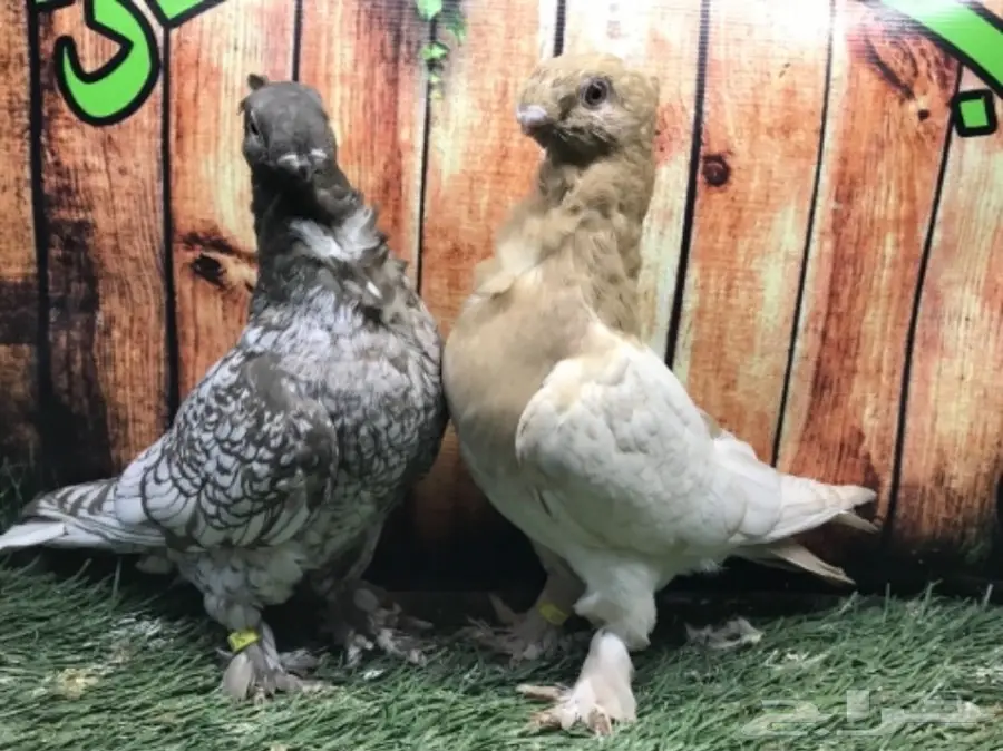 طبة فراشة ارجنت مستوى قويه  (image 6)