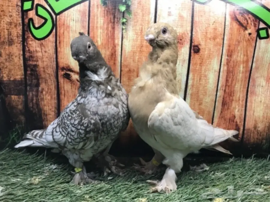 طبة فراشة ارجنت مستوى قويه  (image 7)