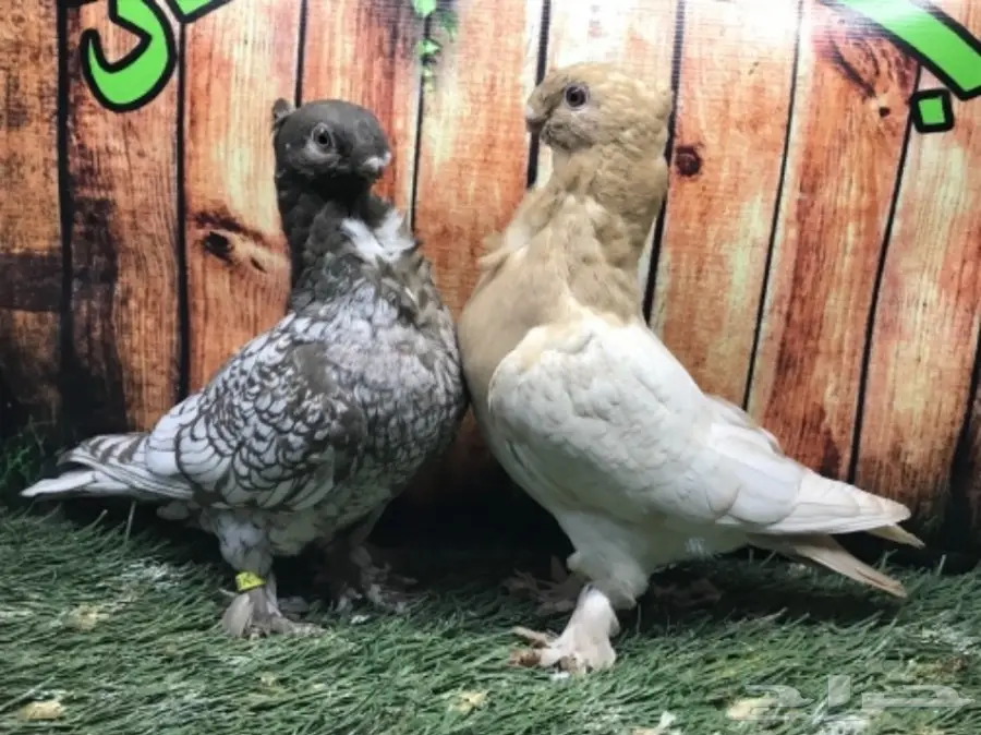 طبة فراشة ارجنت مستوى قويه  (image 8)