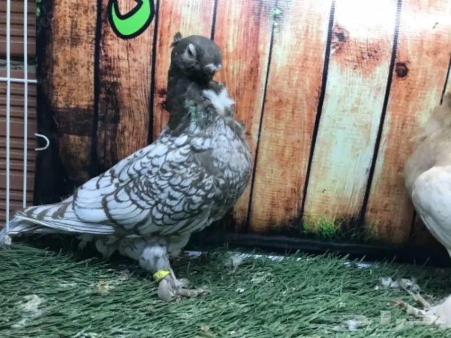 طبة فراشة ارجنت مستوى قويه  (image 9)