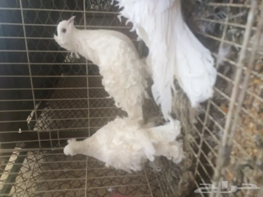 ثلاث حبات مفتل ابيض 