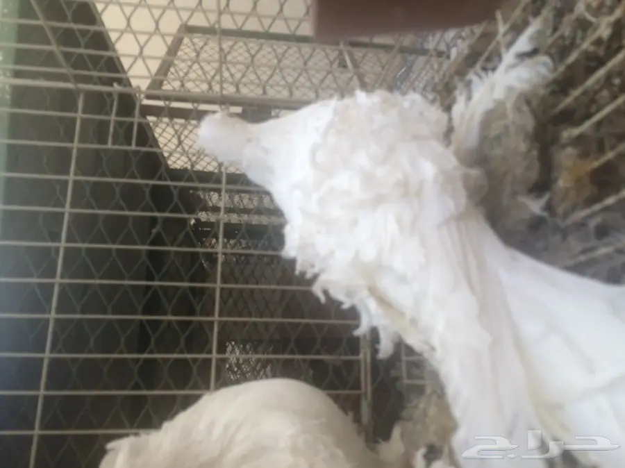 ثلاث حبات مفتل ابيض  (image 1)