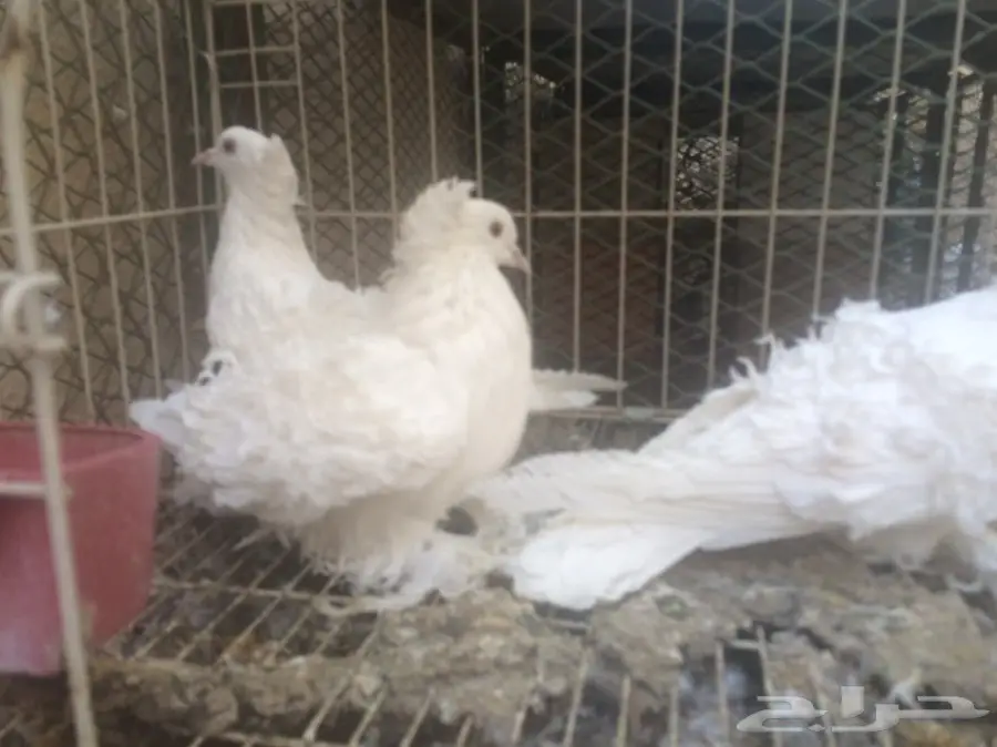 ثلاث حبات مفتل ابيض  (image 2)