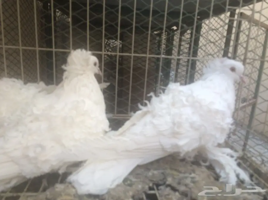 ثلاث حبات مفتل ابيض  (image 3)