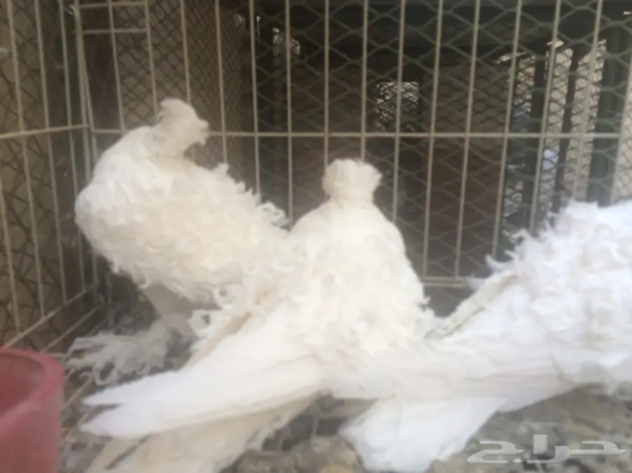 ثلاث حبات مفتل ابيض  (image 4)