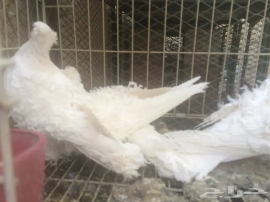 ثلاث حبات مفتل ابيض  (image 5)