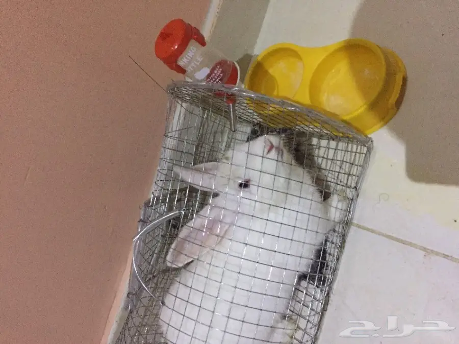 أرنب للبيع  (image 1)