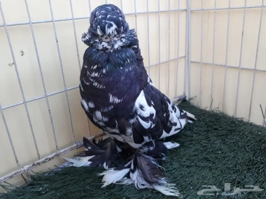 جوز لونق فيس منتج من الاخر 