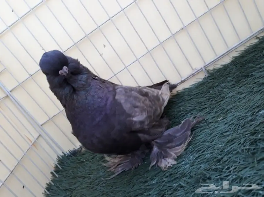 جوز لونق فيس منتج من الاخر  (image 2)