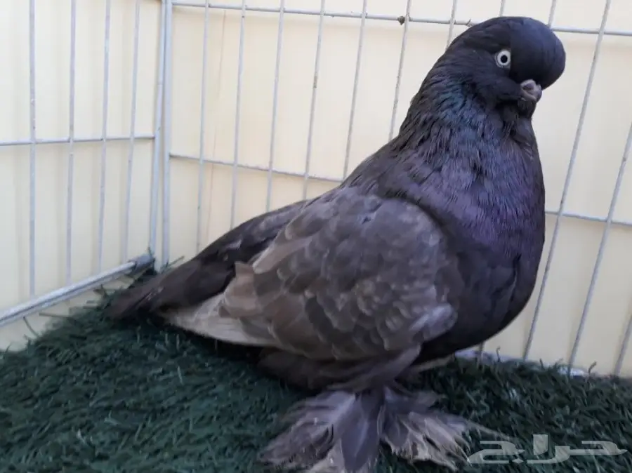 جوز لونق فيس منتج من الاخر  (image 4)