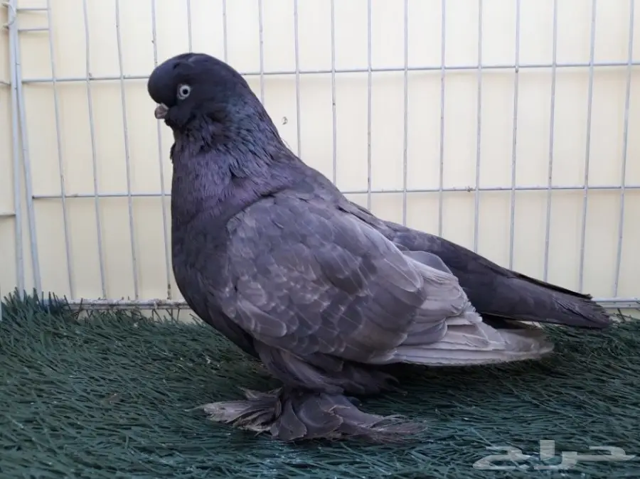 جوز لونق فيس منتج من الاخر  (image 6)