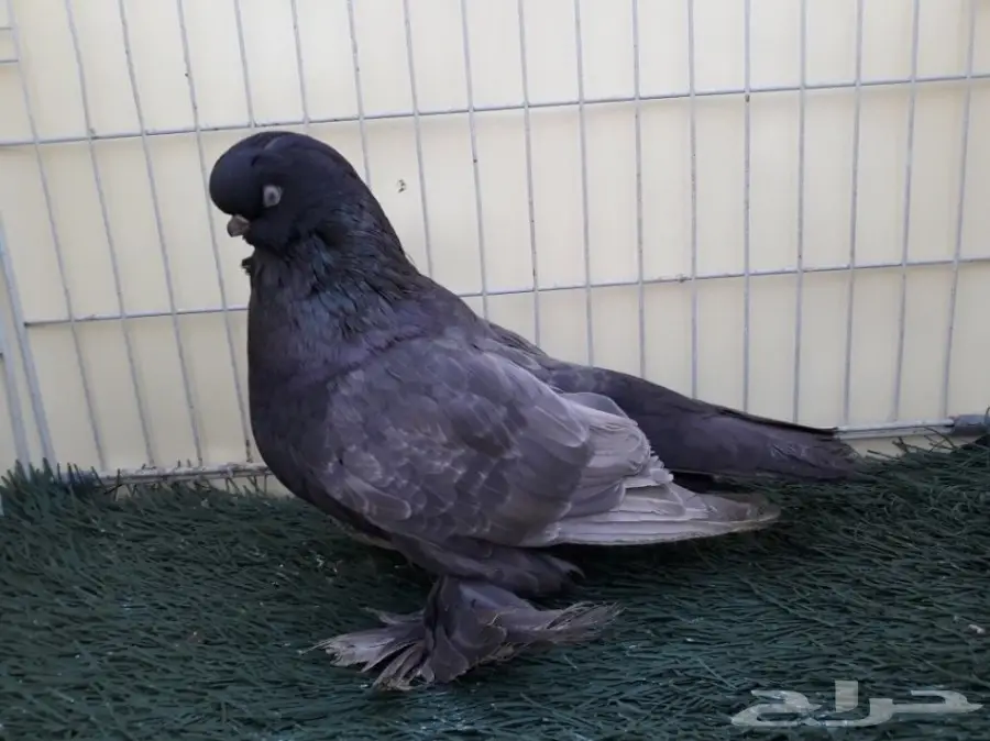 جوز لونق فيس منتج من الاخر  (image 7)