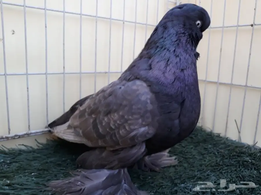 جوز لونق فيس منتج من الاخر  (image 8)