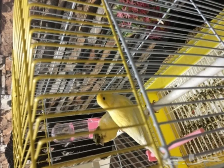 جوز كناري (image 1)