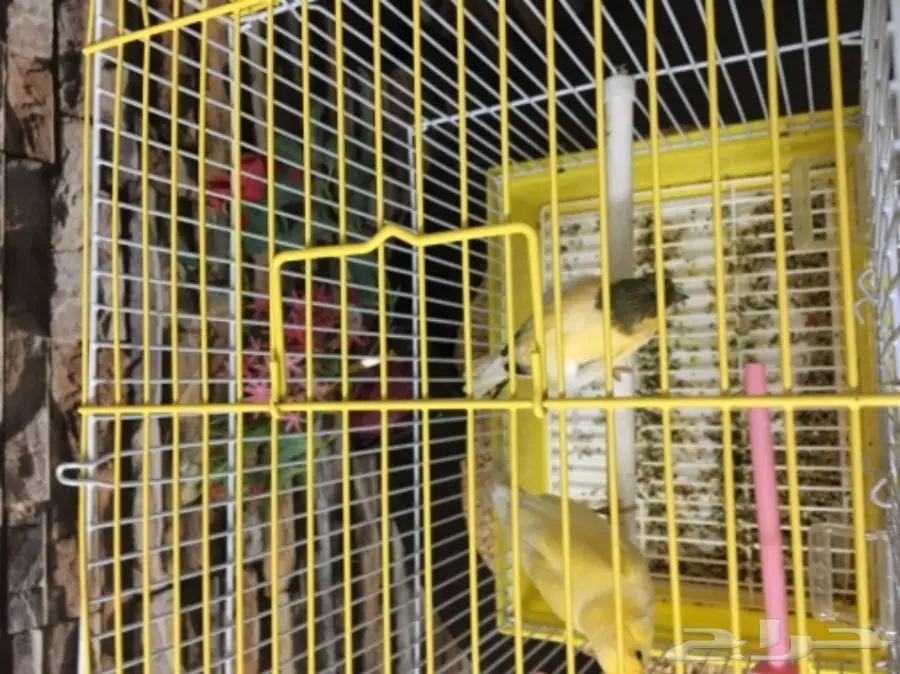 جوز كناري (image 2)