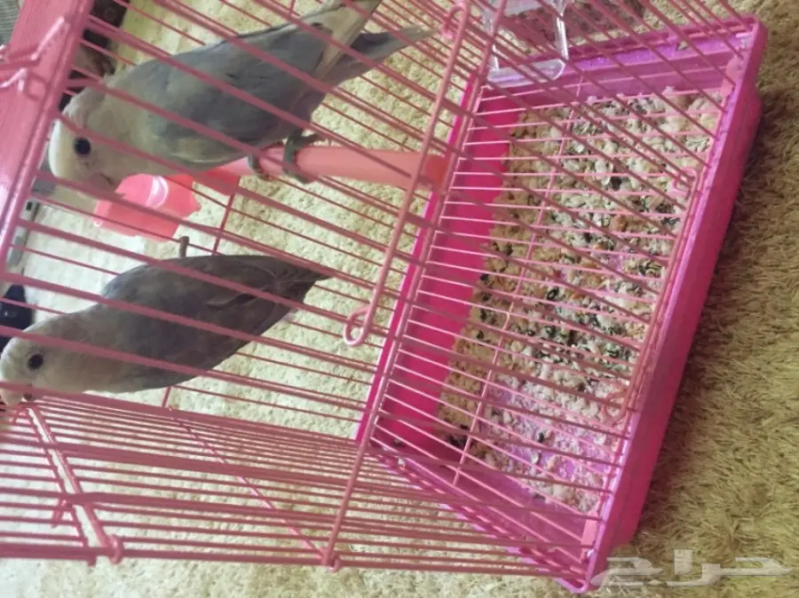 للبيع جوز روز من بطن واحد محجلين هولندي صافي 