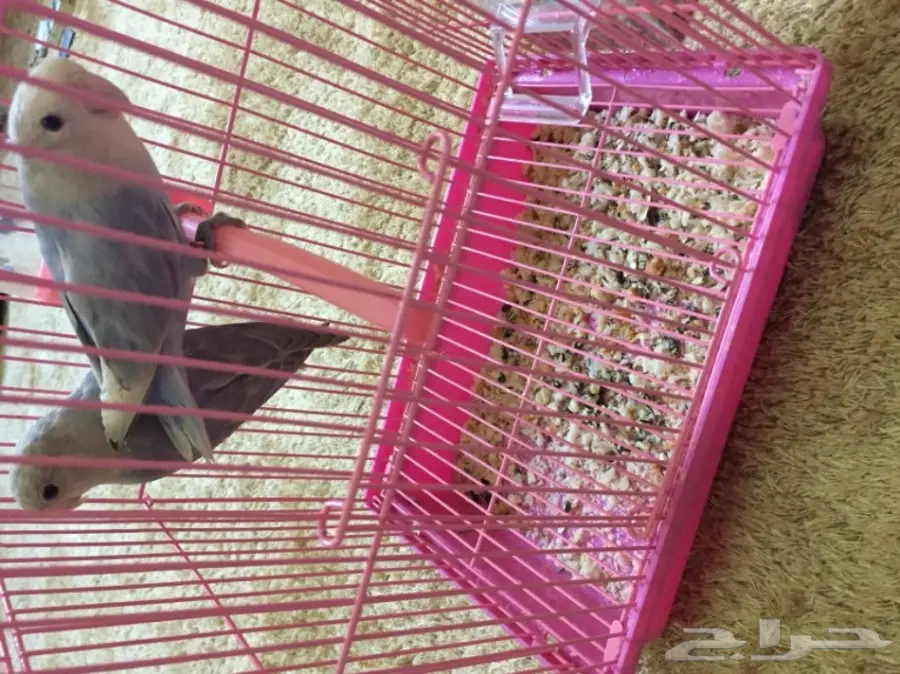 للبيع جوز روز من بطن واحد محجلين هولندي صافي  (image 1)