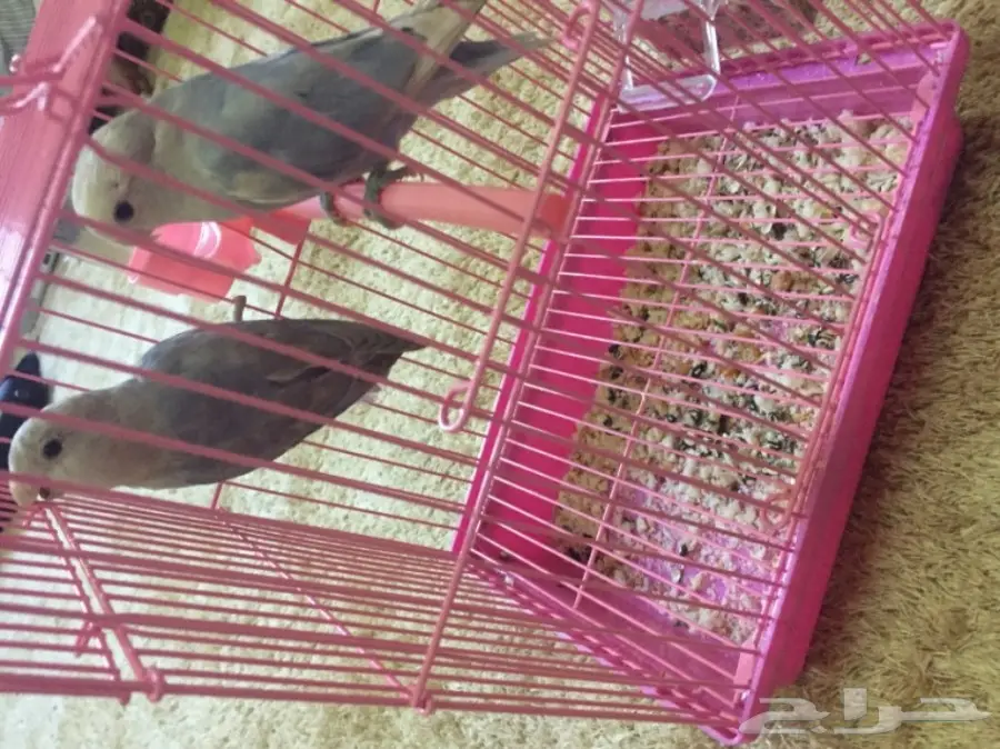 للبيع جوز روز من بطن واحد محجلين هولندي صافي  (image 2)