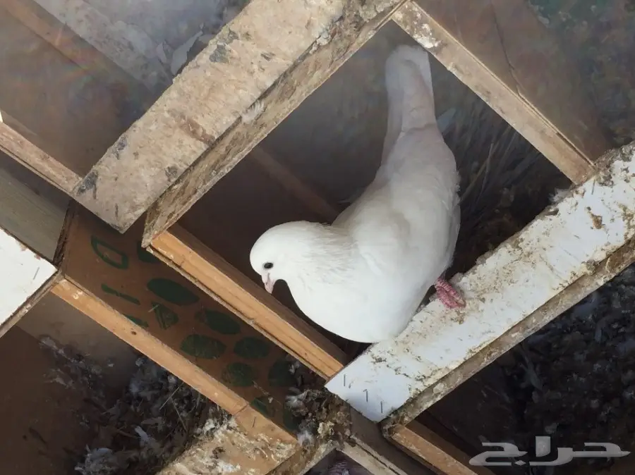 لاحم فرنسي للبيع  (image 2)