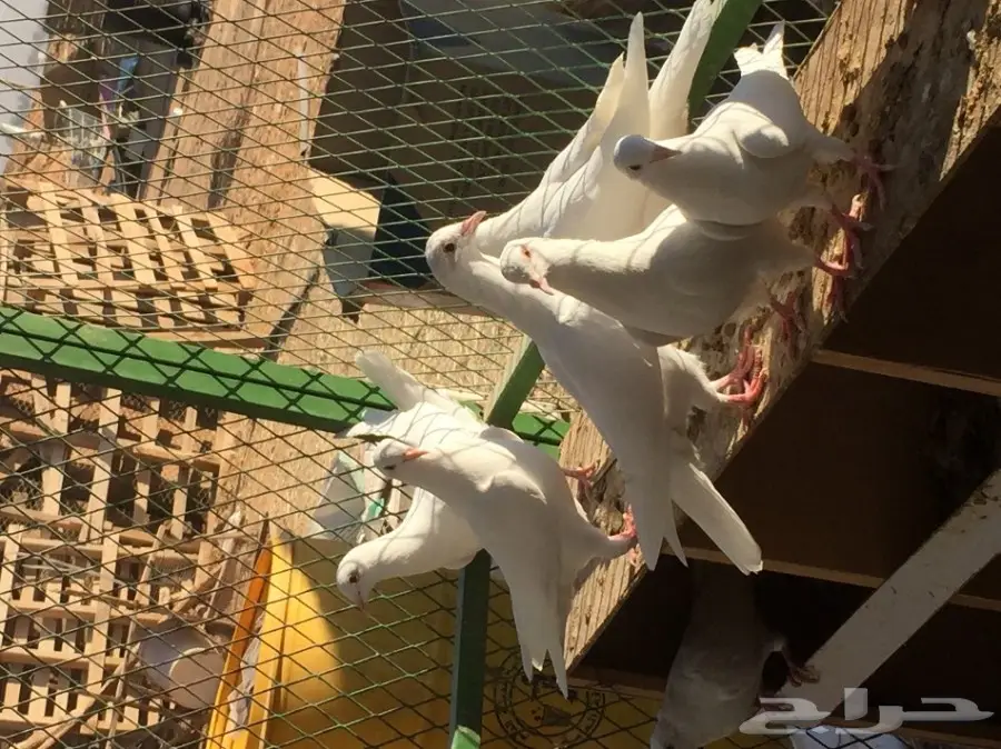 لاحم فرنسي للبيع  (image 5)