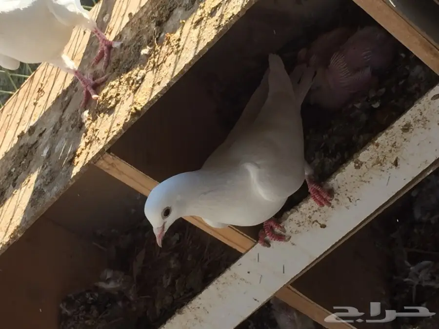 لاحم فرنسي للبيع  (image 6)