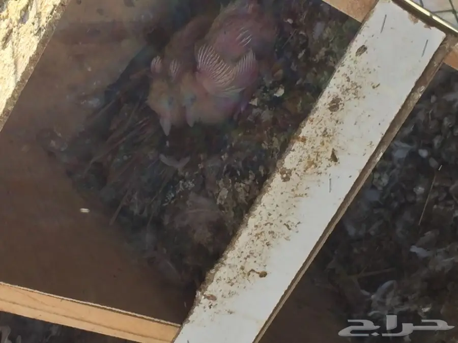 لاحم فرنسي للبيع  (image 7)