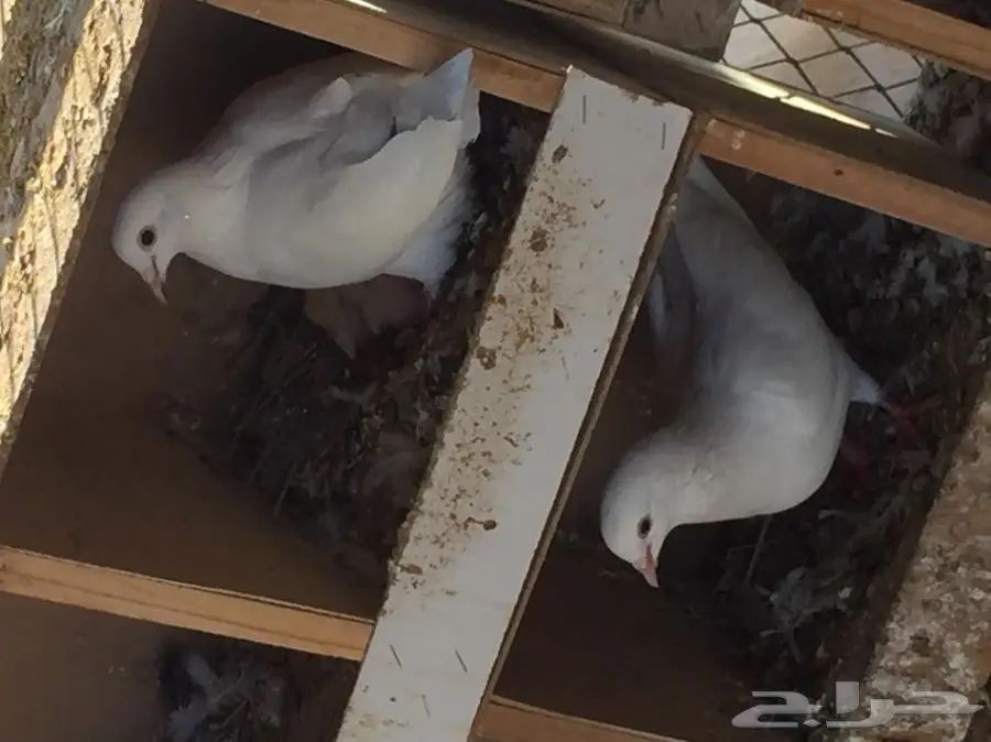 لاحم فرنسي للبيع  (image 11)