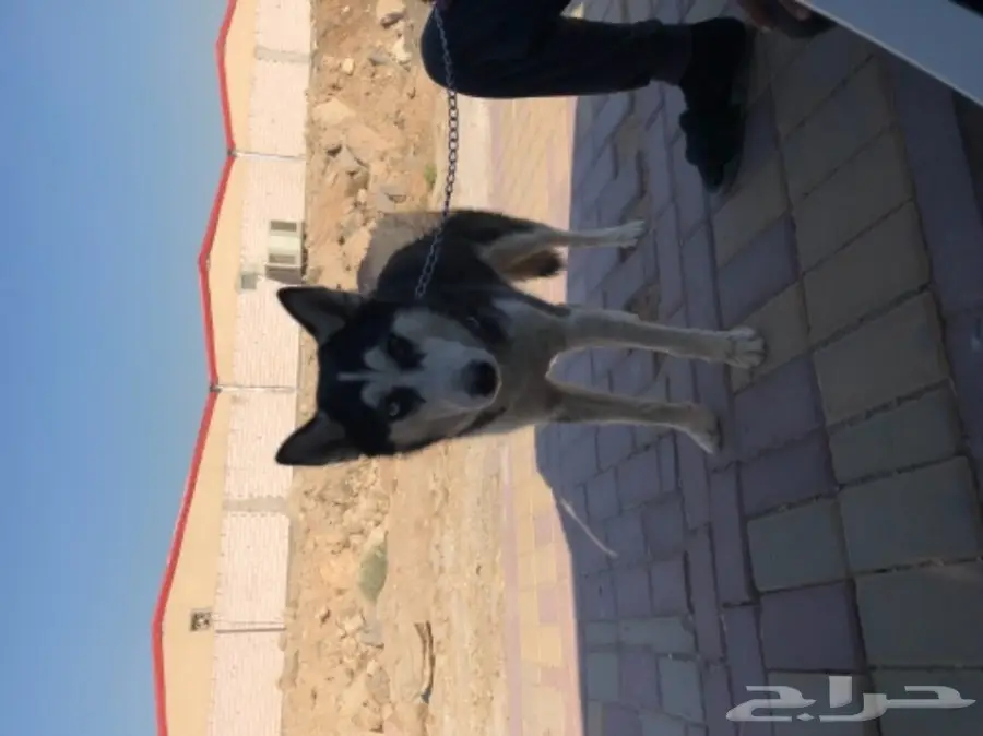 كلب هاسكي بيور انثىء مدربه اطاعه اليف عمرها 8