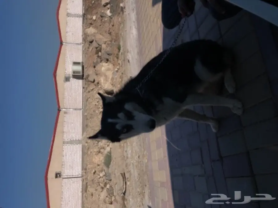 كلب هاسكي بيور انثىء مدربه اطاعه اليف عمرها 8 (image 1)