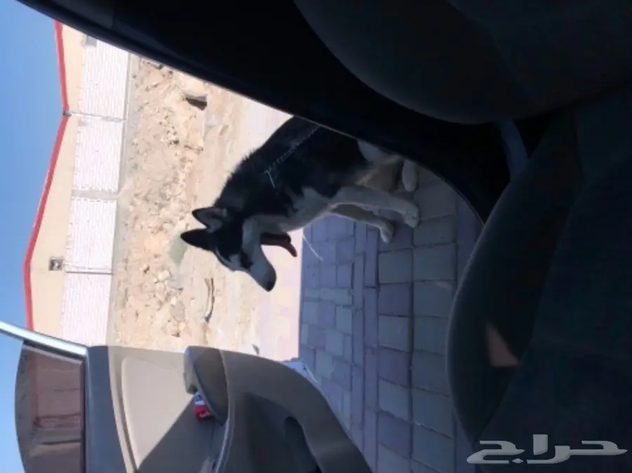 كلب هاسكي بيور انثىء مدربه اطاعه اليف عمرها 8 (image 2)