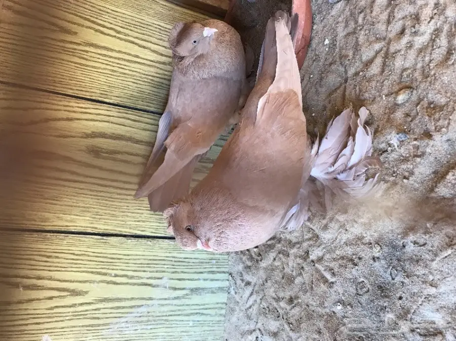 حمام للعرض فقط  (image 13)