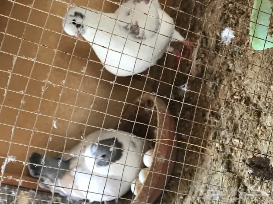 حمام للعرض فقط  (image 20)