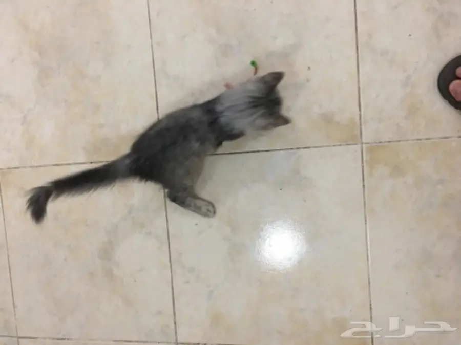 قطه جميله شيرازي  (image 12)