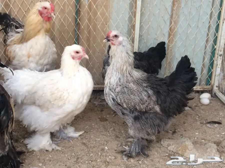 طقمين براهما بياض للبيع (image 2)