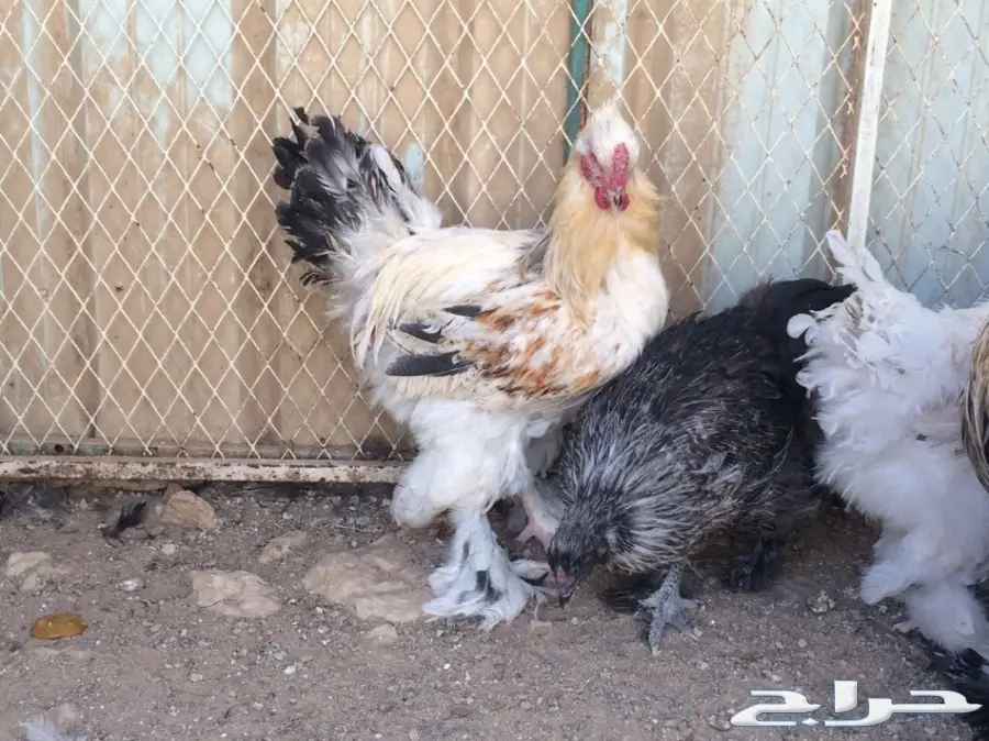 طقمين براهما بياض للبيع (image 3)