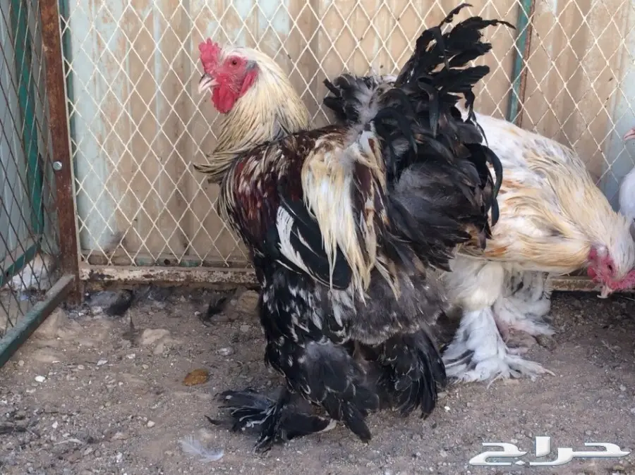 طقمين براهما بياض للبيع (image 4)