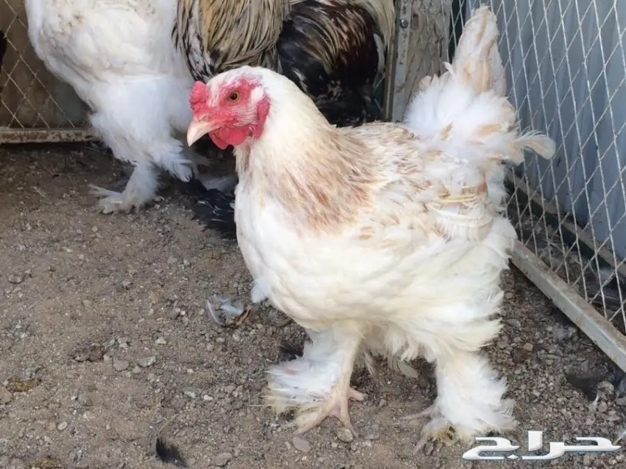 طقمين براهما بياض للبيع (image 5)