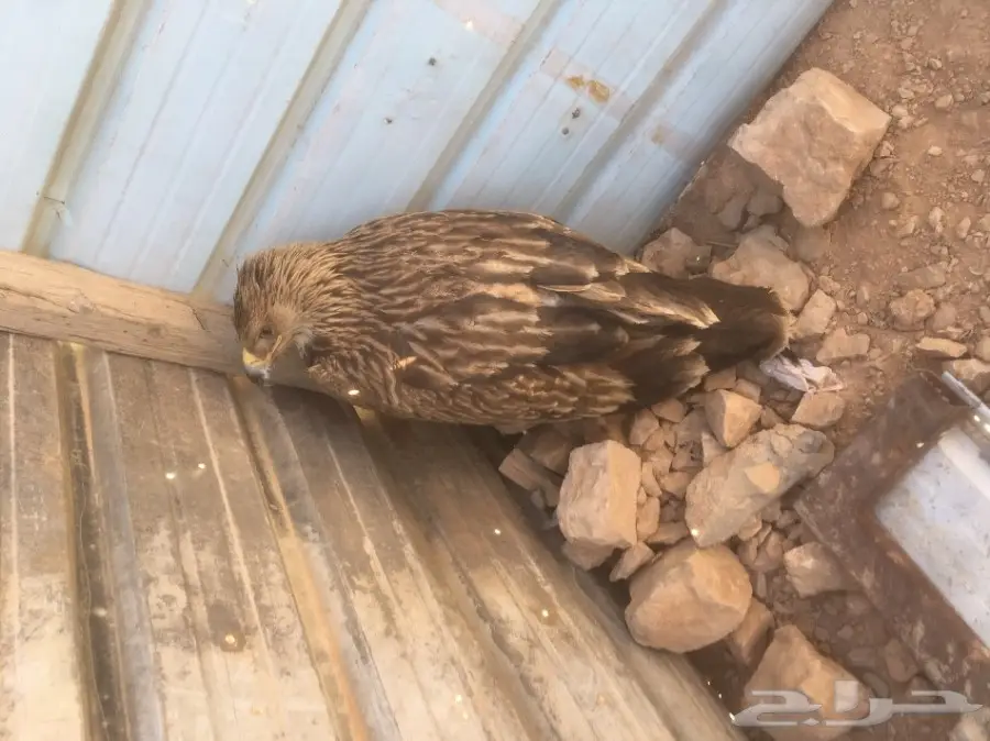 عقاب ذهبي او عقاب ملكي (image 1)