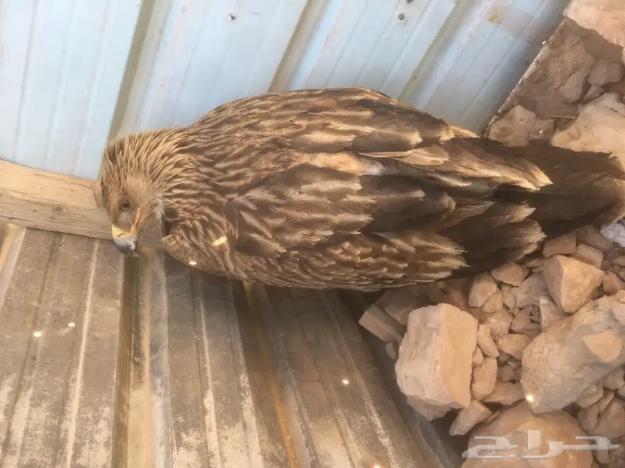 عقاب ذهبي او عقاب ملكي (image 2)