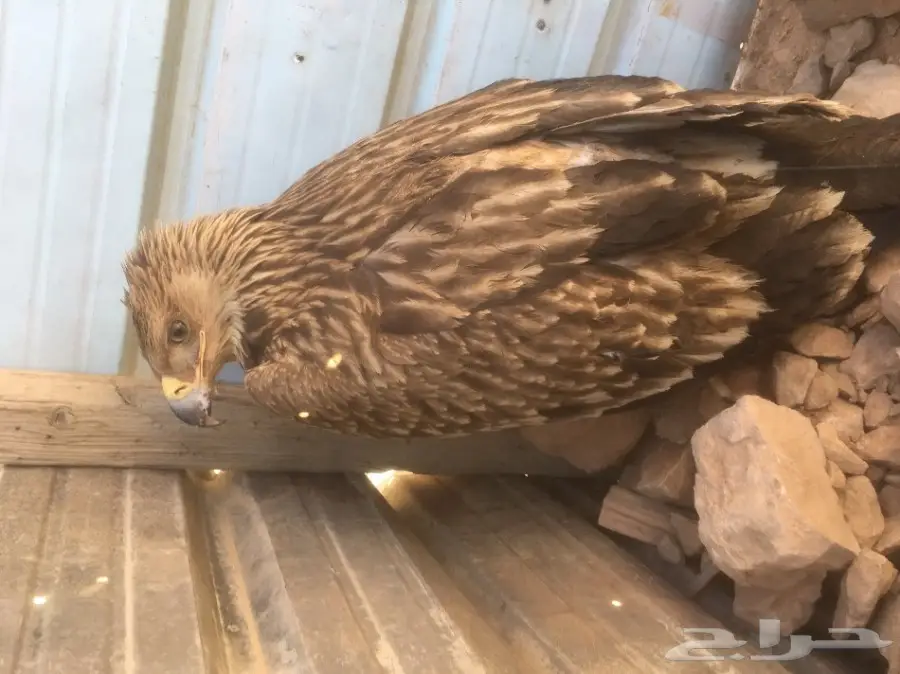 عقاب ذهبي او عقاب ملكي (image 3)