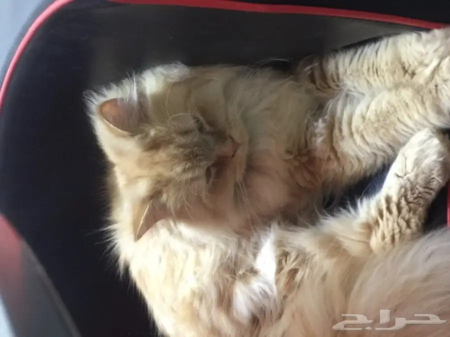 قطة معها كرت تطعيم (image 1)