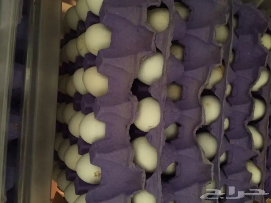 بيض بلدي .. دجاج بلدي .. ديوك للاكل (image 1)