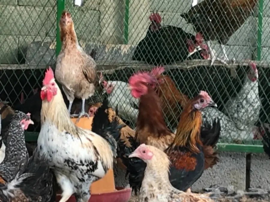 بيض بلدي .. دجاج بلدي .. ديوك للاكل (image 2)