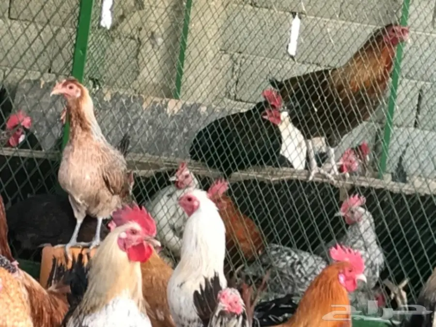 بيض بلدي .. دجاج بلدي .. ديوك للاكل (image 4)