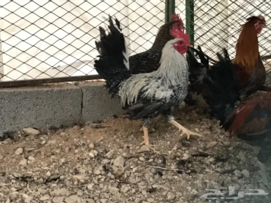 بيض بلدي .. دجاج بلدي .. ديوك للاكل (image 8)