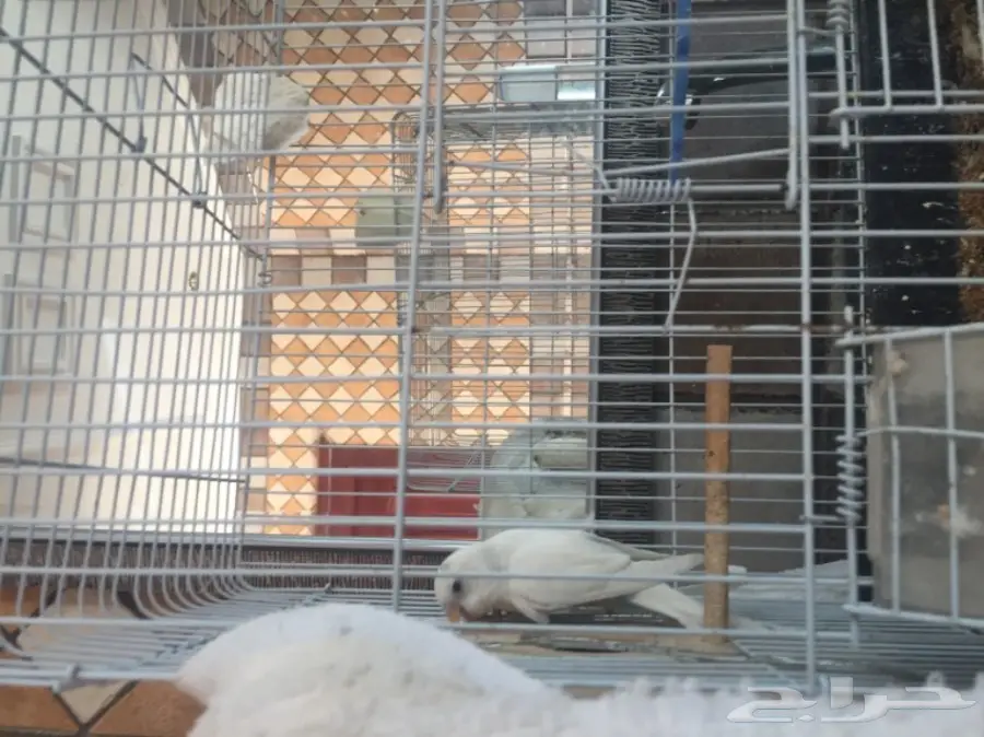 زوج حب منتج